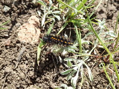 Euphydryas editha bayensis