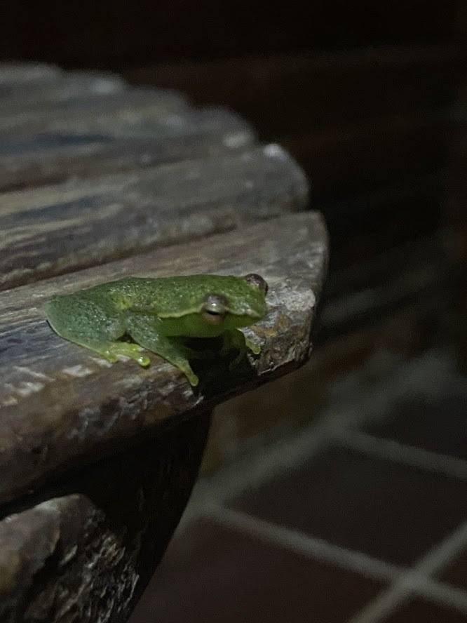 Lagoa Nova Hatchet-faced Tree Frog