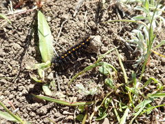 Euphydryas editha bayensis