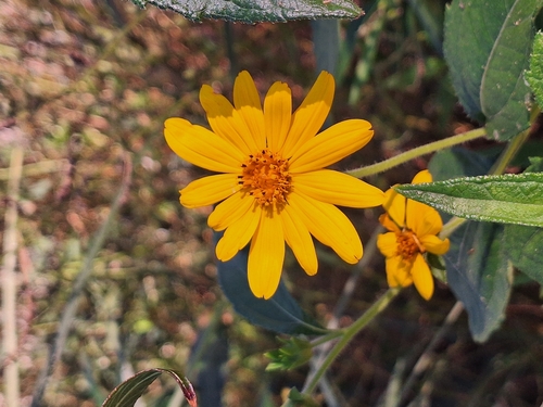 Sarita (Aspilia silphioides)