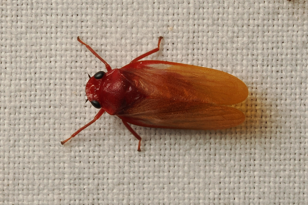 Bourgoinrana sandrangatensis