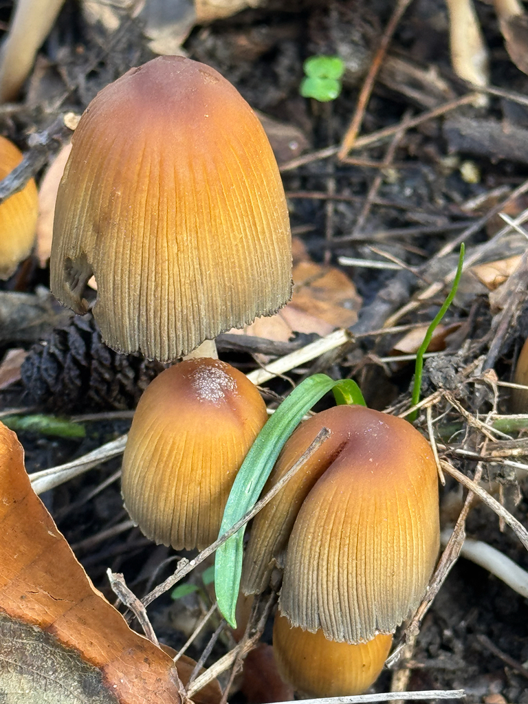 Micacei · February 2026 · photo: © delrington (iNaturalist, cc-by)