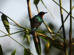 Chalcoparia singalensis