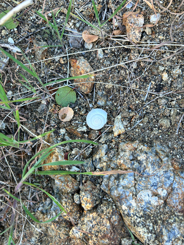 iNaturalist observation photo of Helicina