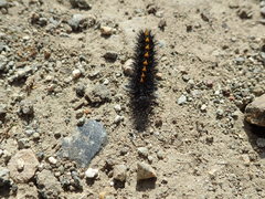 Euphydryas editha bayensis