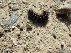 Euphydryas editha bayensis