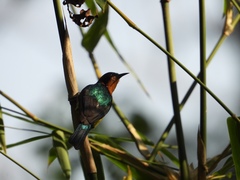 Chalcoparia singalensis