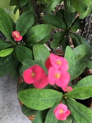 Euphorbia milii