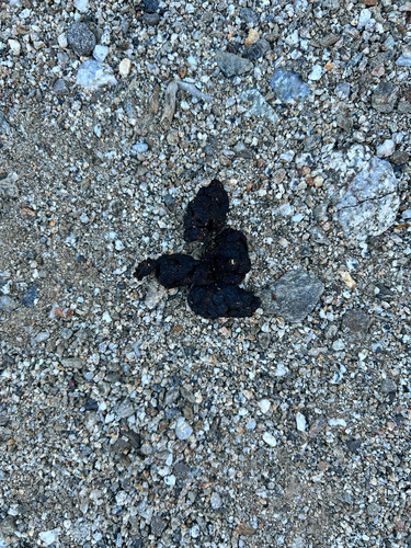 iNaturalist observation photo of Placental Mammals