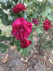 Rosa