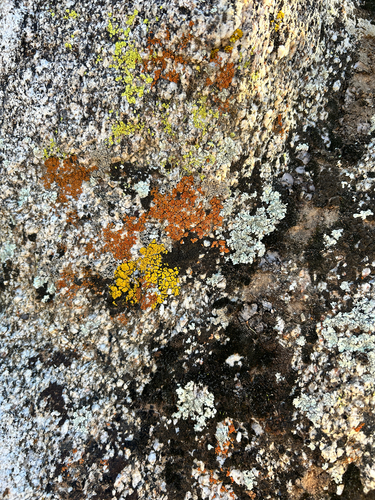 iNaturalist observation photo of Common Lichens