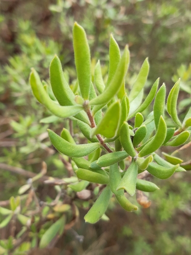 Image of Persoonia rigida by (c) Matthew Lincoln, some rights reserved (CC BY)