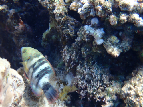 Cheilinus lunulatus