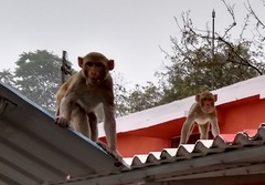 Macaca mulatta