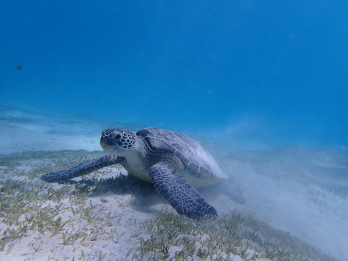 Chelonia mydas