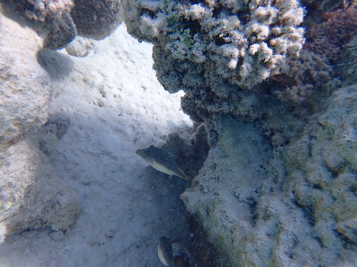Canthigaster margaritata