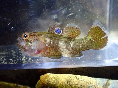 Apogonichthys ocellatus observed 2025-11-09