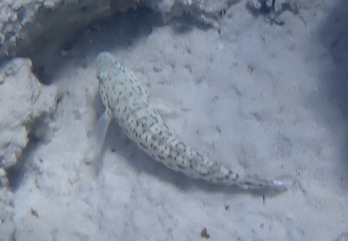 Parapercis hexophtalma