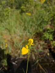 Utricularia cornuta