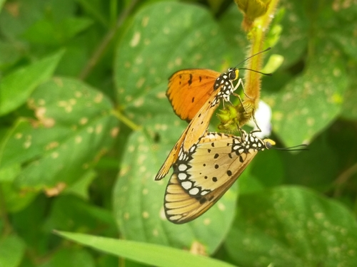 Acraea terpsicore