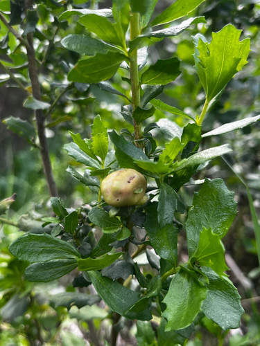 Unknown species found near Dry Creek Trail, Union City, CA, US