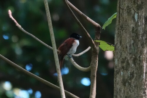 Seychelles Paradise Flycatcher (Terpsiphone corvina)