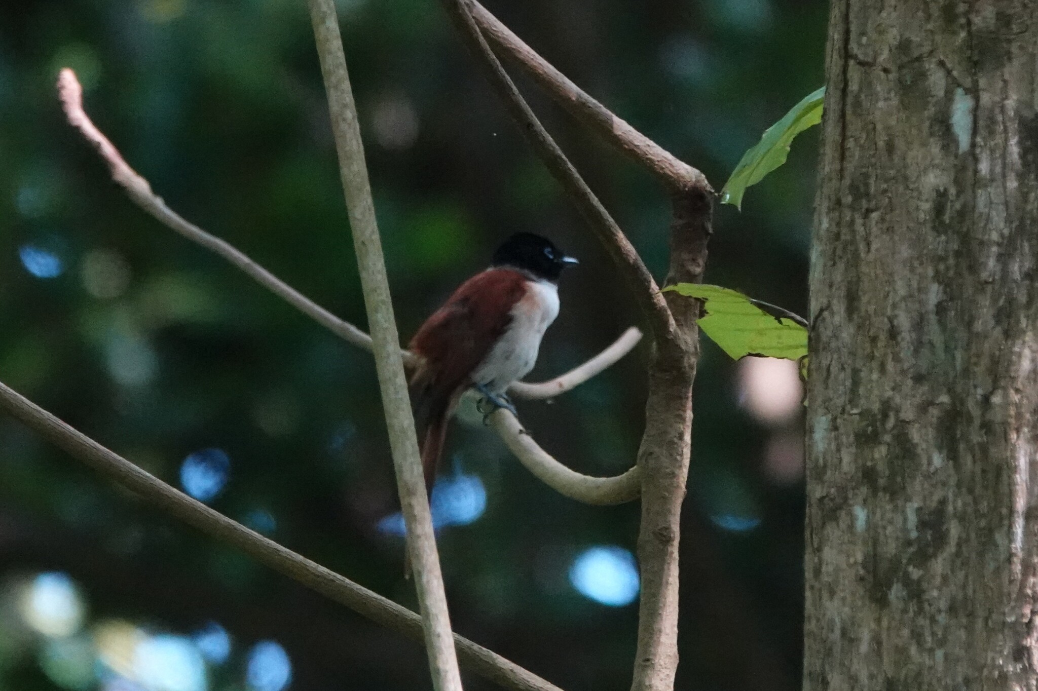 Seychelles Paradise Flycatcher (Terpsiphone corvina), photo 1