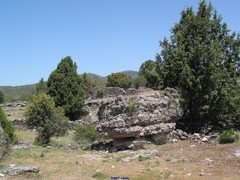 Juniperus thurifera