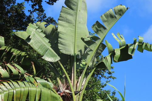 giant bird-of-paradise flower (Strelitzia nicolai)