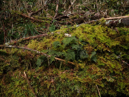 Hymenophyllum punctisorum observed 2026-02-28