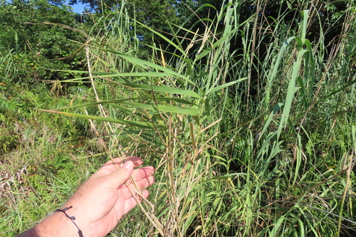 Reed (Phragmites mauritianus)