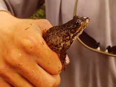 Lithobates septentrionalis