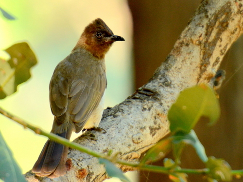 iNaturalist image