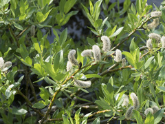 Salix boothii