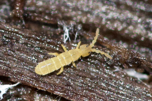 Entomobryomorpha nuotrauka