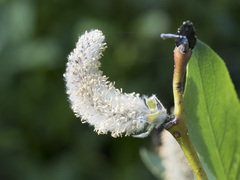 Salix boothii