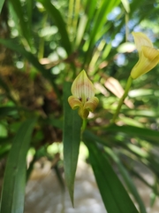 Maxillaria egertoniana