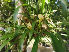 Maxillaria egertoniana