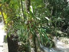 Maxillaria egertoniana