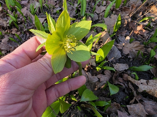 Helleborus odorus, photograph 6