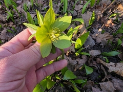 Helleborus odorus, photograph Žan Rode, CC BY, iNaturalist via GBIF