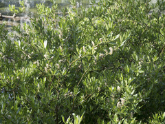 Salix boothii