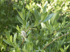 Salix boothii