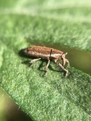 Scaphomorphus longinasus