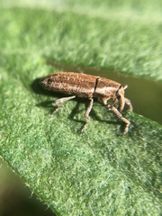 Scaphomorphus longinasus