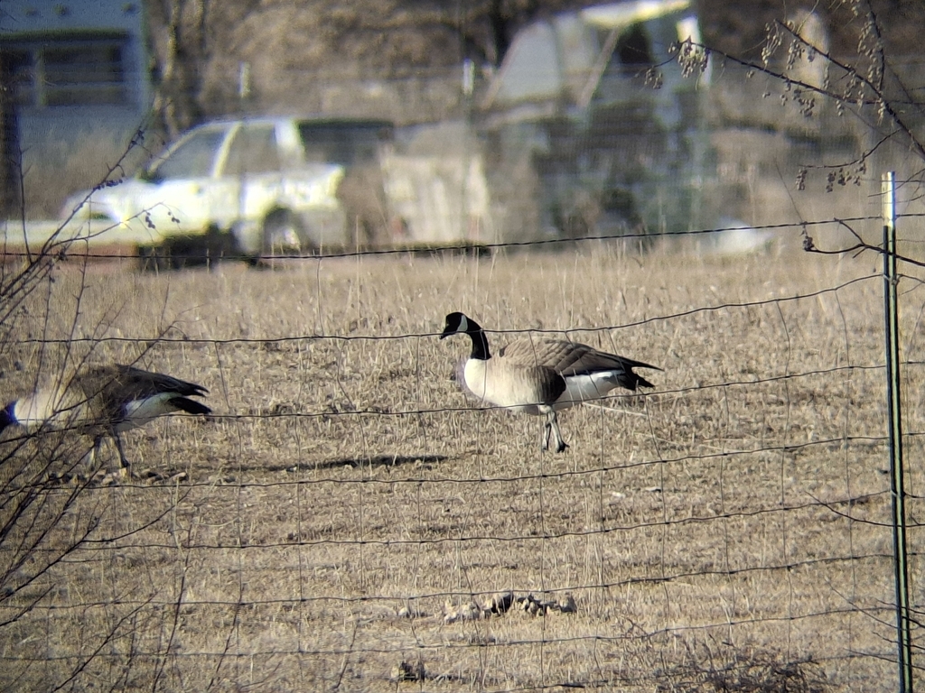 Springfield Goose Canada Goose from Springfield, ID 83277, USA on February 28, 2026 at 08 ...
