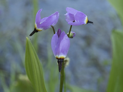 Primula tetrandra
