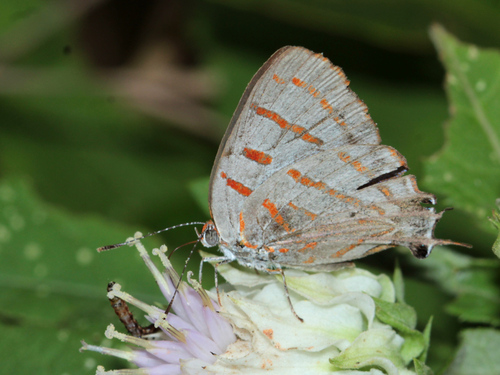 Vivid Hairstreak