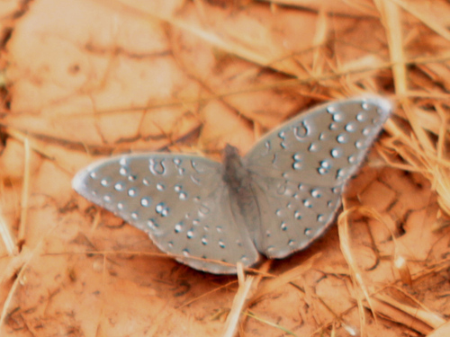 Guineafowl Butterfly