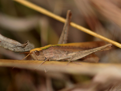 Duronia chloronota
